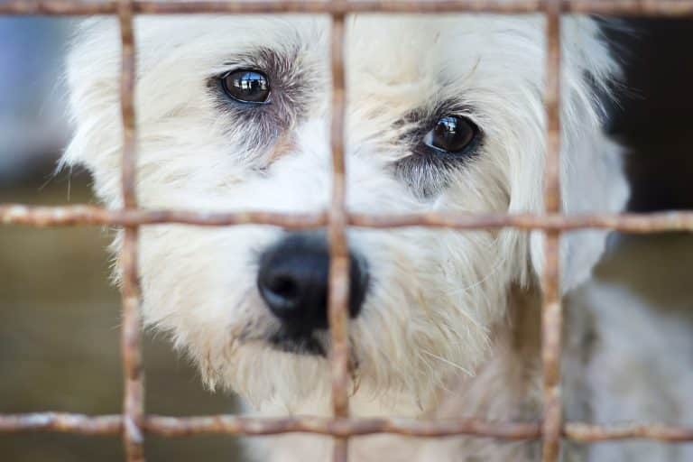 Les pénalités pour un mauvais traitement des animaux