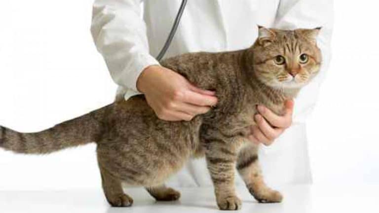 Des lois en faveur d’une meilleure protection des animaux