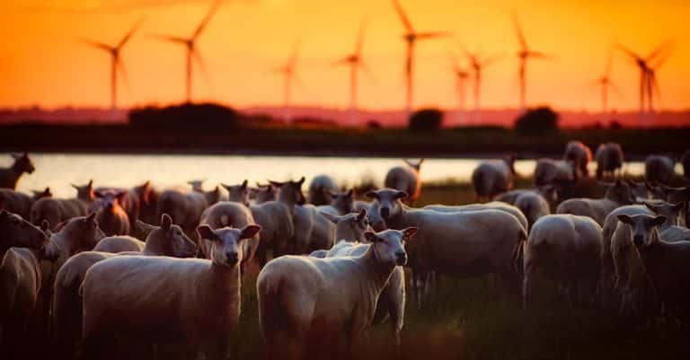 Quelles sont les principales lois sur la protection de l&rsquo;environnement ?